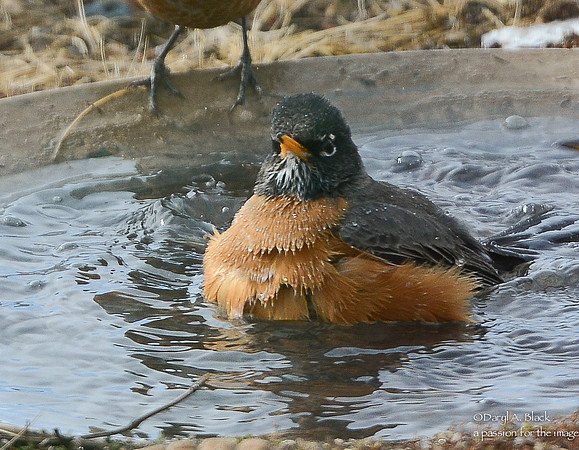 Robins bathing-3