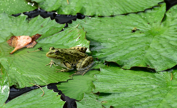 frog on water lilies - Köln Botanical Gardens-4