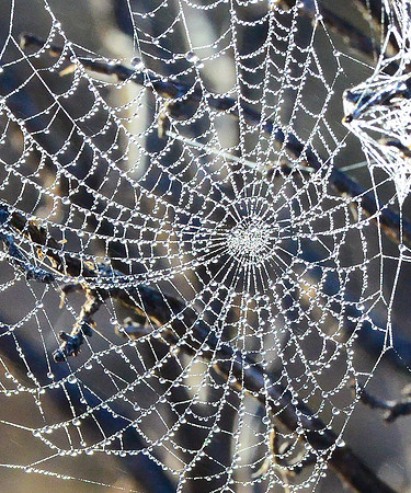 spider web detail