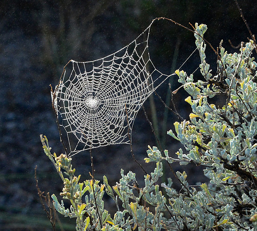 spider webs-3