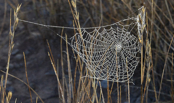 spider webs