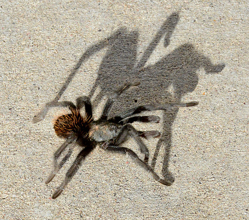tarantula-2