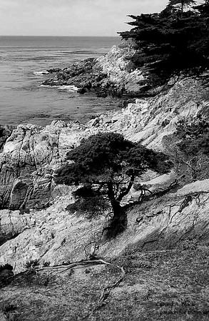 Monterey cypress black and white