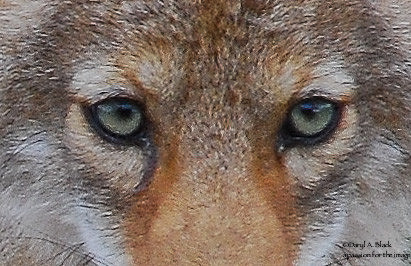 coyote eyes