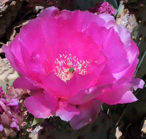 Prickly pear cactus - in priase of pollen 1