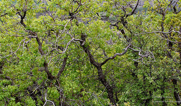 oak tangle