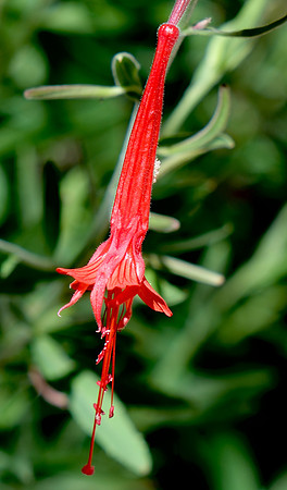 Zauschneria "Hummingbird Trumpet" 1 2023