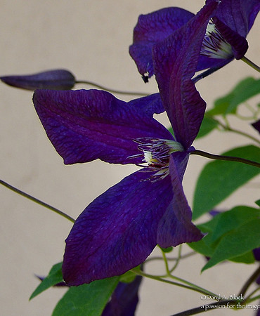 Clematis 1