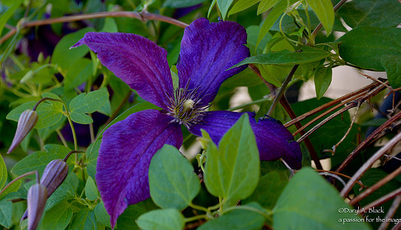 Clematis-3