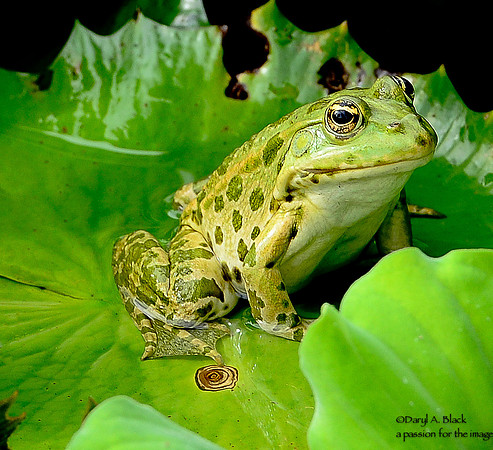 frog on lily pad