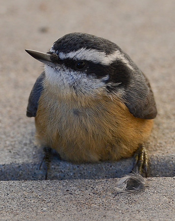 red breasted nuthatch-