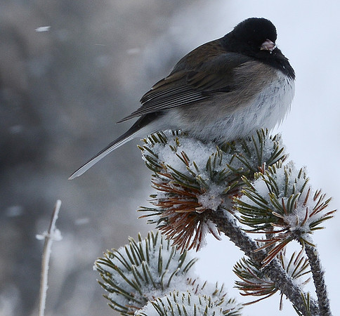 Juncos