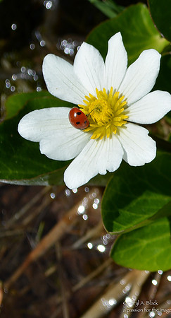marsh marigold with lady bug