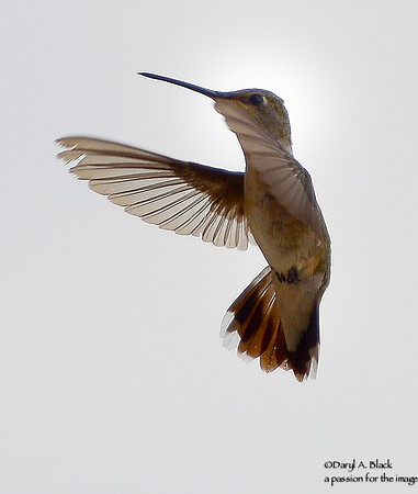 hummingbird hovering
