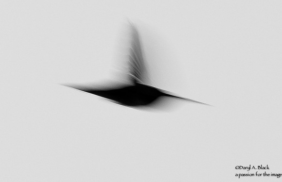 hummingbird abstract