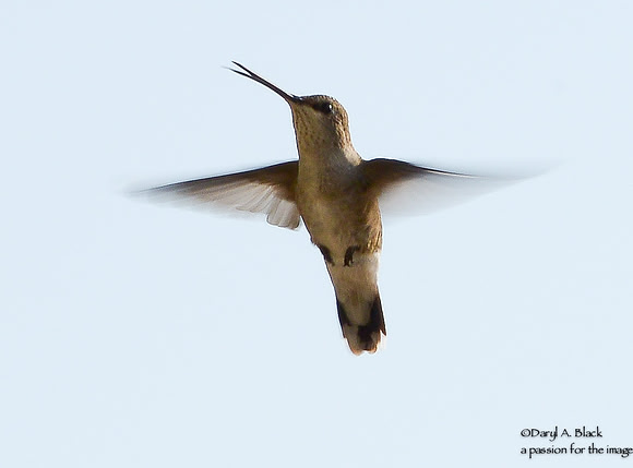 hummingbird hovering 2