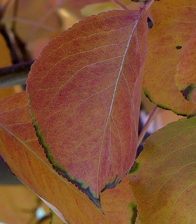 autumn leaves 2023 4