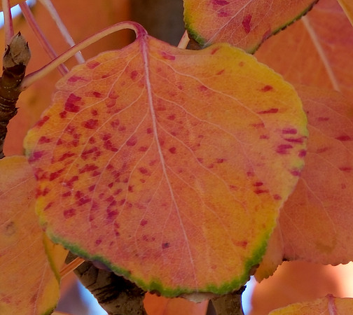 autumn leaves 2023 5
