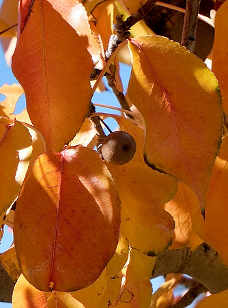 autumn leaves 2023 1
