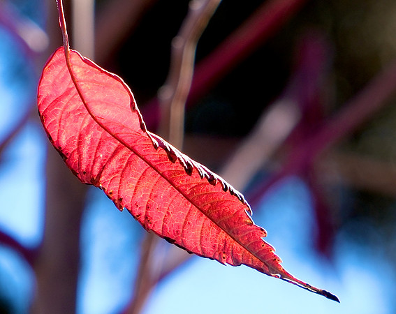 autumn leaves 2023 6