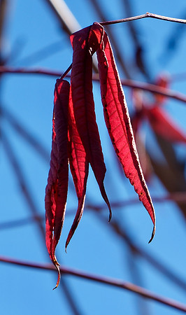 autumn leaves 2023 7