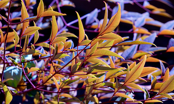 autumn leaves 2023 9