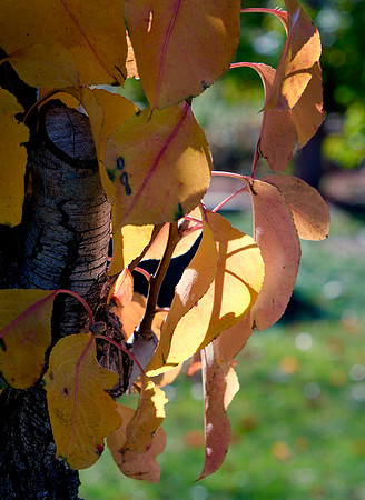 autumn leaves 2023 2