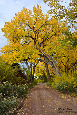 cottonwoods along road at Ojo Caliente