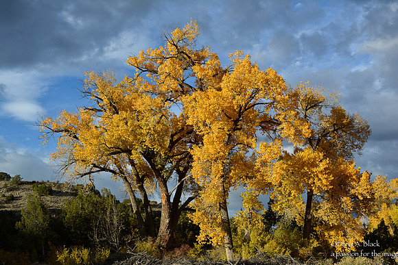 cottonwood tress - Ojo Caliente 3