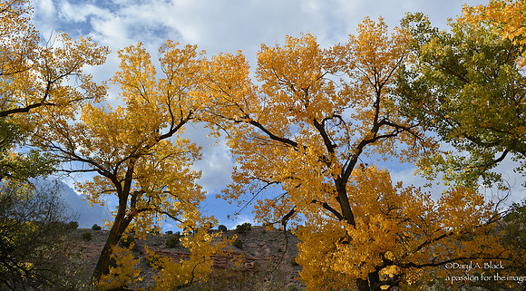 cottonwood tress - Ojo Caliente 1