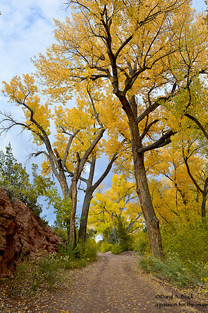 cottonwoods at Ojo Calietne 2