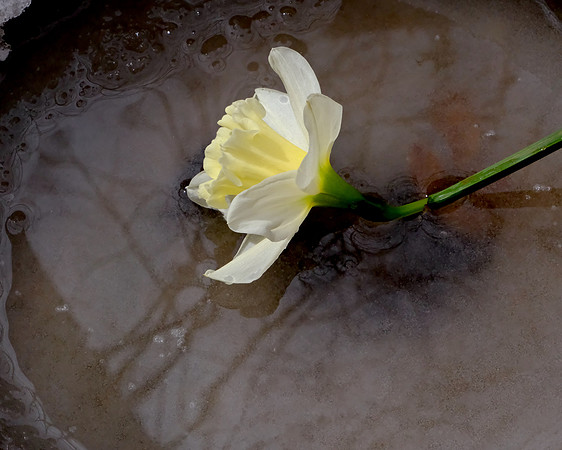 daffodil & vase still life 5 2025