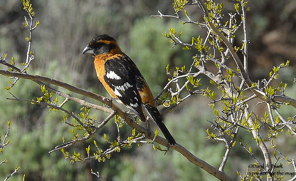 grosbeak on tree