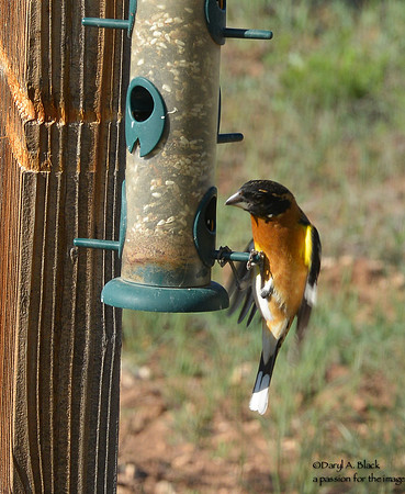 grosbeak getting seed