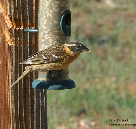 grosbeak - black-headed (female)