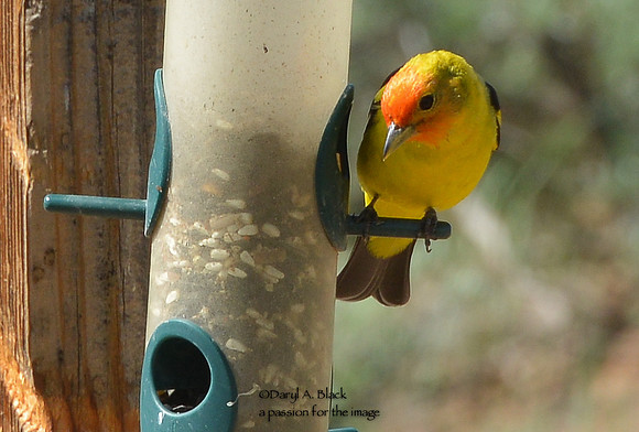 western tanager