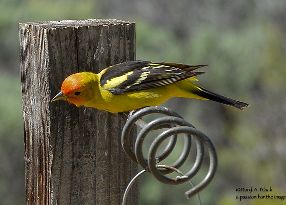 western tanager elevation