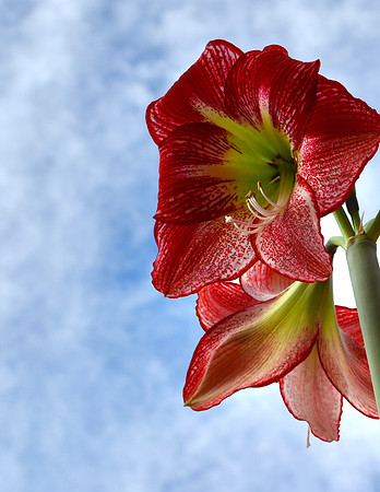 Flowers - amaryllis 26 2022.jpg
