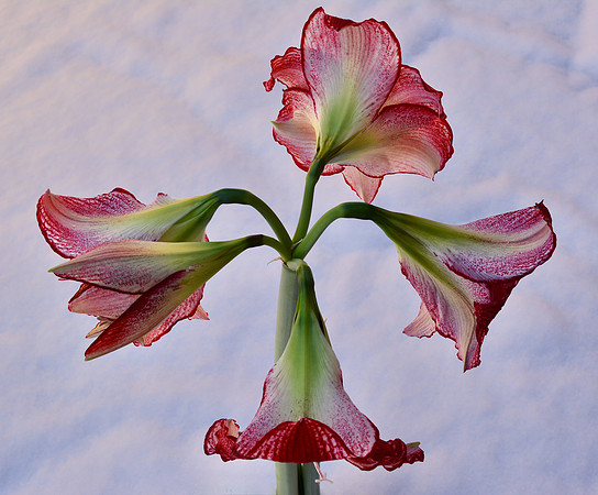 Flowers - amaryllis 28 2022.jpg