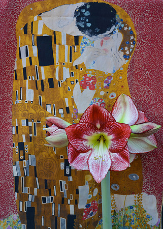 Flowers - amaryllis 18 2022