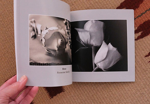 photo books 5