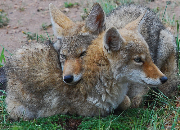 coyote pups entwined