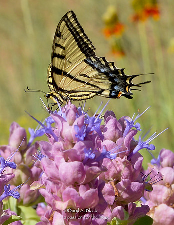 swallowtail on Salvia pachyphylla 1