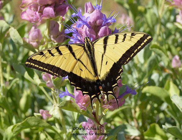 swallowtail on Salvia pachyphylla 4