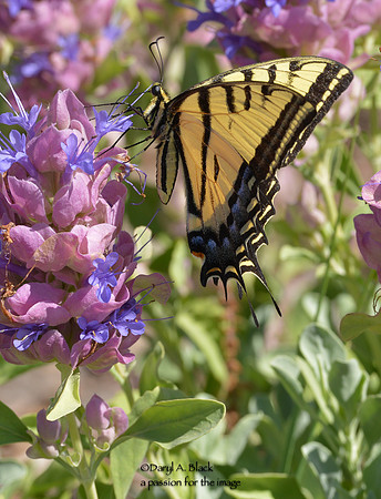 swallowtail on Salvia pachyphylla 3