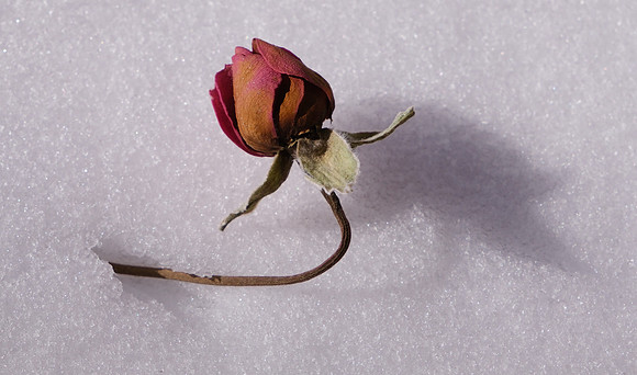 aged roses and snow 4