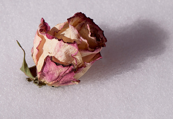 aged roses and snow 6