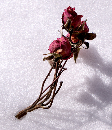 aged roses and snow 5