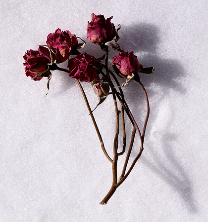 aged roses and snow 1