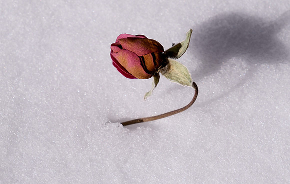 aged roses and snow 3